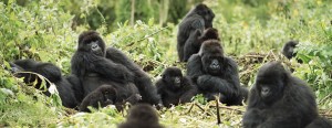 gorilla-family1